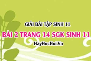 Giải bài 2 trang 14 SGK Sinh 11: Cấu tạo của mạch gỗ và mạch rây, thành phần dịch mạch gỗ và dịch mạch rây
